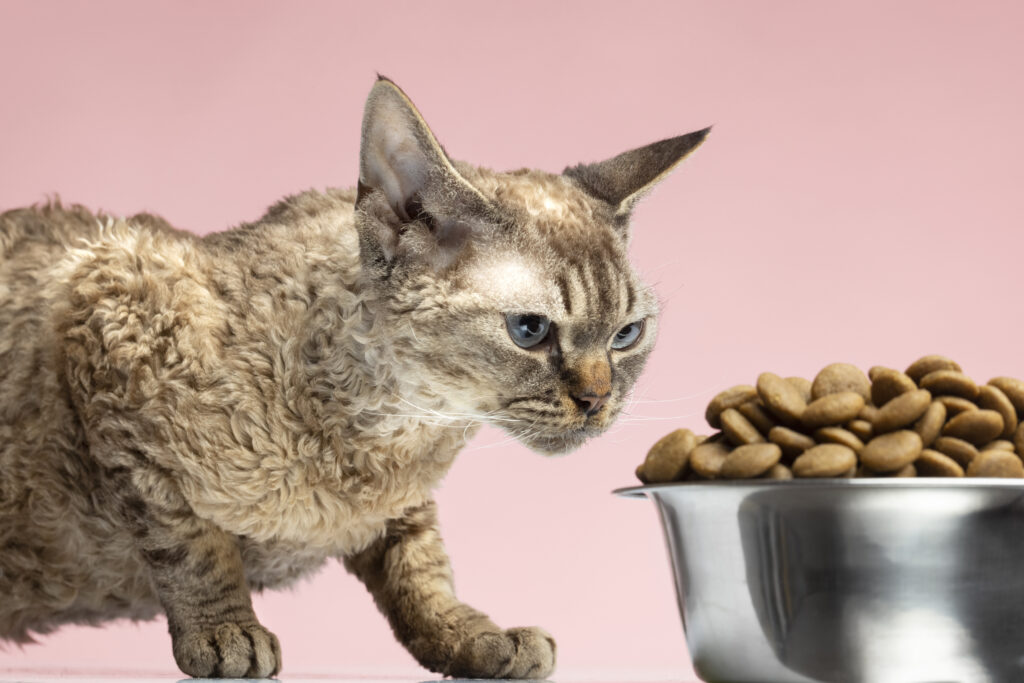 How much crude fat should be in cat food