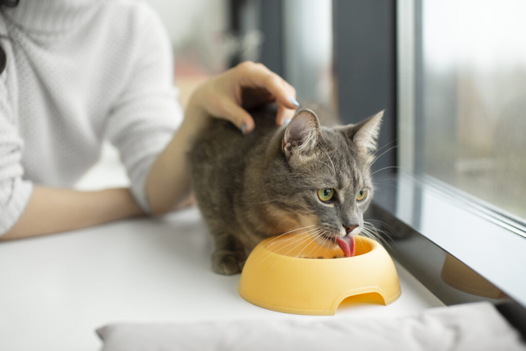 how long can wet cat food be refrigerated?