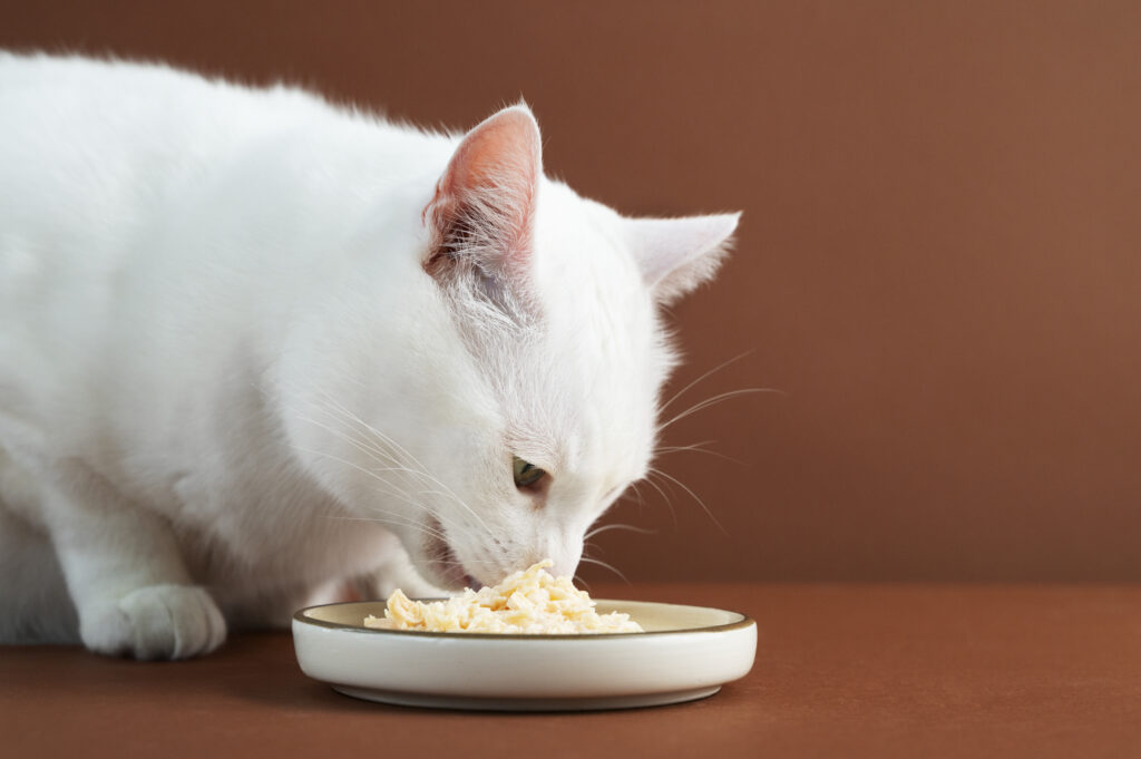 how to feed two cats when one overeats