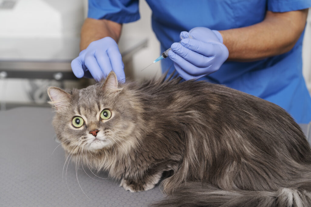 how can i treat my cats ear infection at home