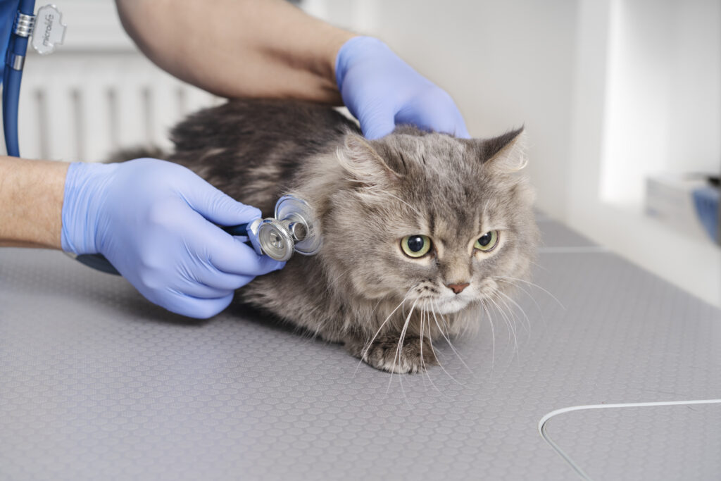 how can i treat my cats ear infection at home