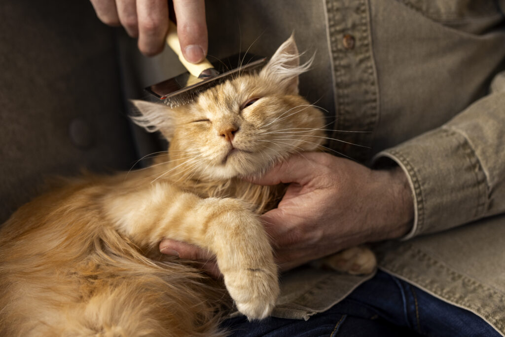 how to groom a cat at home with clippers