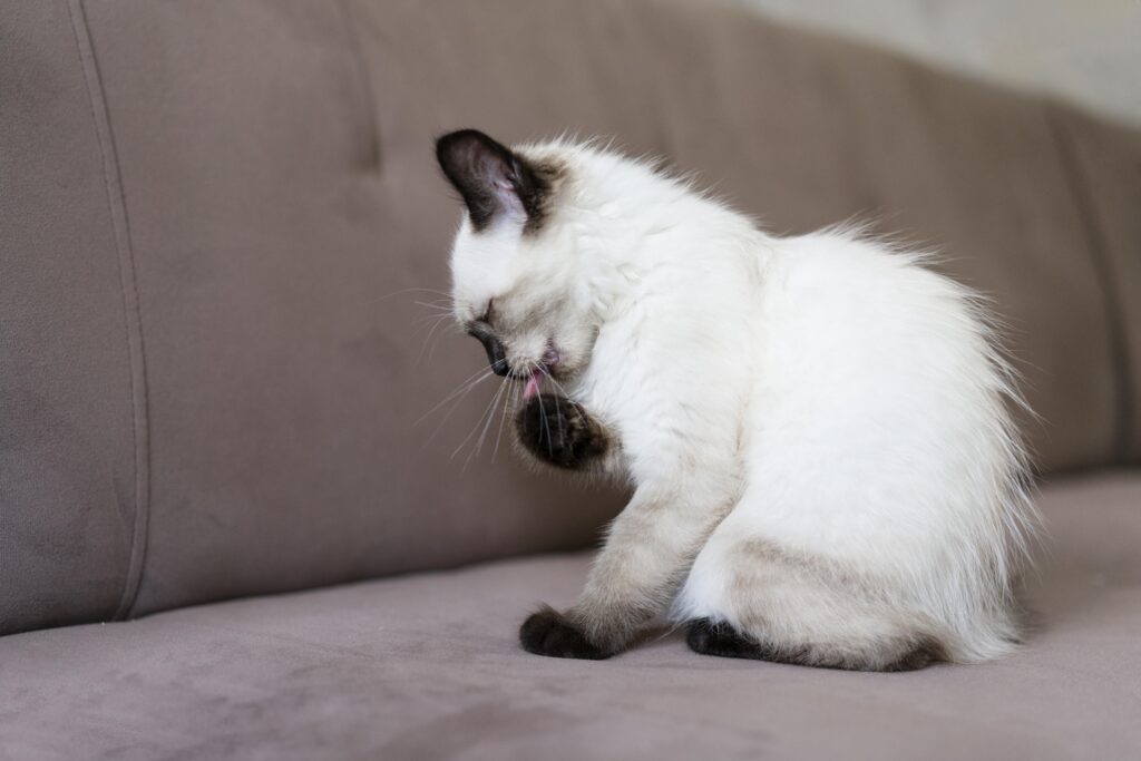 How to Make Homemade Cat Food with Gravy