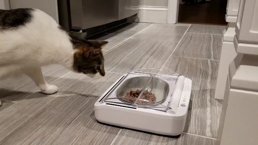 how to stop older cat from eating kitten food