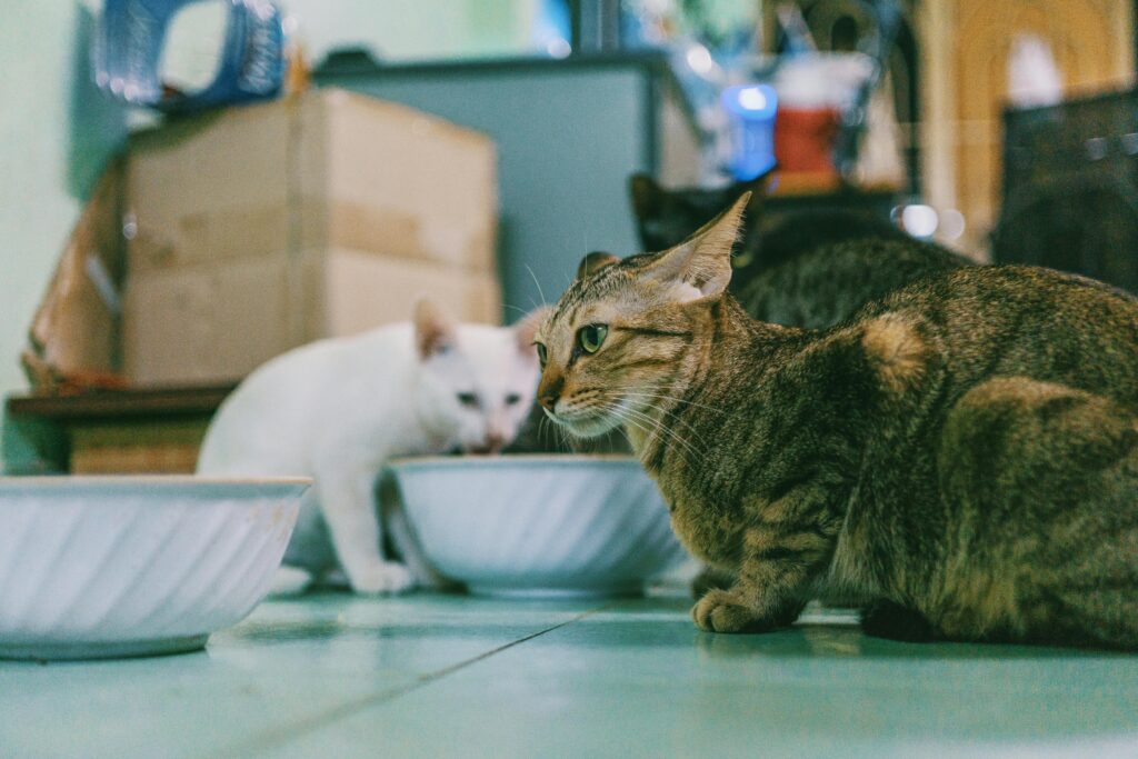 How to keep Roaches Out of Cat Food Bowl