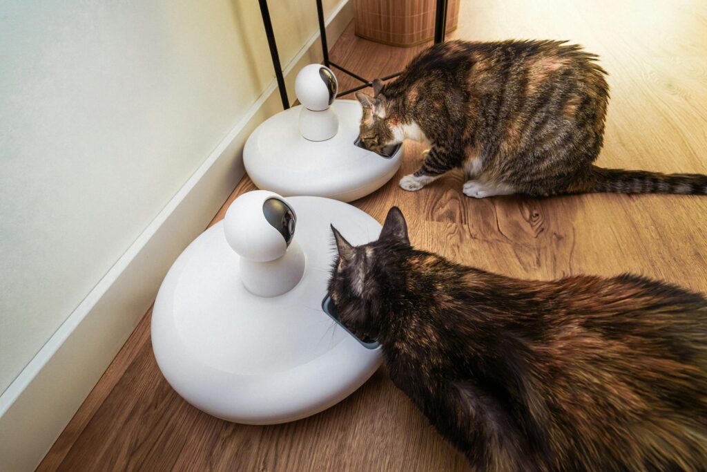 How to keep Roaches Out of Cat Food Bowl